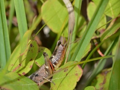 Chloealtis conspersa