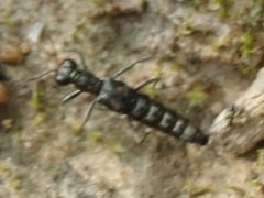 Stenus bimaculatus