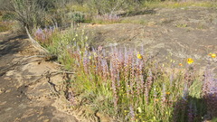 Lachenalia mutabilis