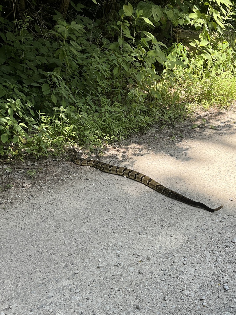 Timber Rattlesnake in July 2022 by dudleyam · iNaturalist