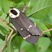 Lymantria semicincta - Photo (c) Subhajit Roy, μερικά δικαιώματα διατηρούνται (CC BY-NC-ND), uploaded by Subhajit Roy