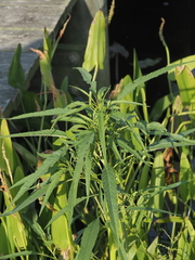Amaranthus cannabinus
