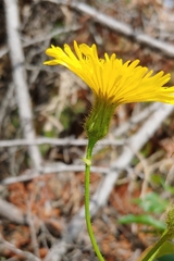Sonchus arvensis arvensis