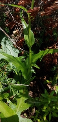Sonchus arvensis arvensis