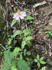 Sabatia capitata