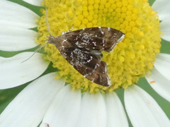 Prochoreutis sehestediana