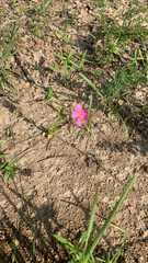 Sabatia campestris