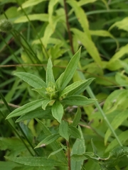 Asphondylia solidaginis