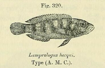 Lepidiolamprologus hecqui photo