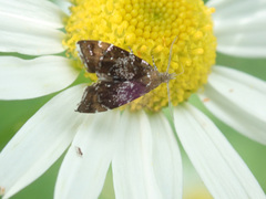 Prochoreutis sehestediana