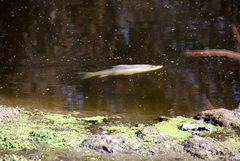 Prochilodus lineatus