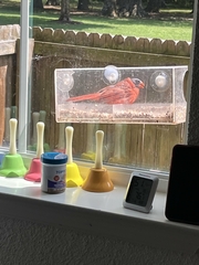 Cardinalis cardinalis