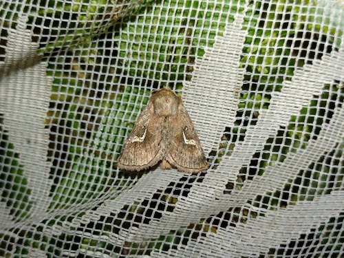 Nonagria nexa