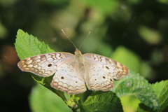 Anartia jatrophae
