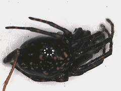 Aculepeira carbonarioides