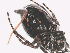 Aculepeira carbonarioides