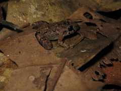 Adenomera hylaedactyla