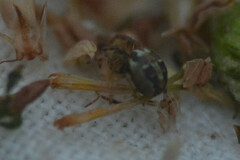 Larinioides