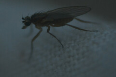 Lonchopteridae