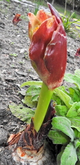 Scadoxus