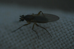 Lonchopteridae