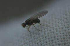 Lonchopteridae