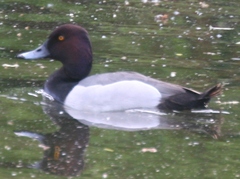 Aythya ferina × fuligula