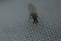 Lonchopteridae