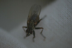 Muscoidea
