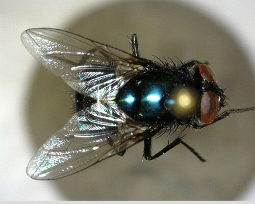iNaturalist observation photo of False Greenbottles