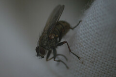 Muscoidea