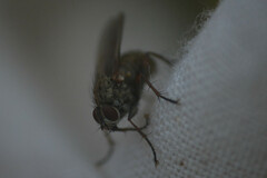 Muscoidea