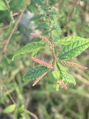Acalypha eremorum