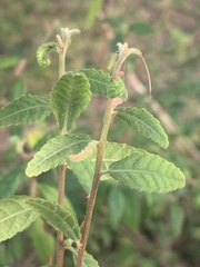 Acalypha eremorum