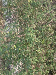 Acalypha eremorum