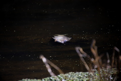 Prochilodus lineatus