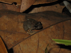 Leptodactylus petersii