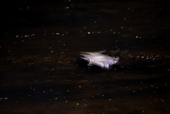 Prochilodus lineatus