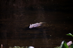 Prochilodus lineatus