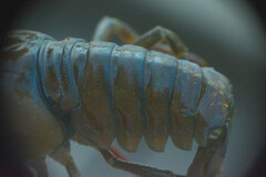Pacifastacus leniusculus