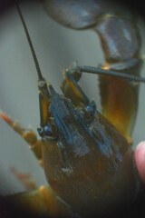 Pacifastacus leniusculus