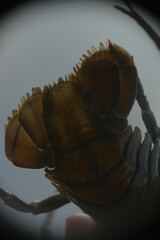 Pacifastacus leniusculus