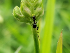 Dolichoderus pustulatus
