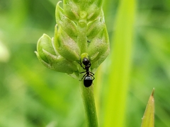 Dolichoderus pustulatus