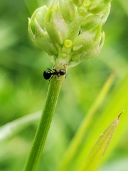 Dolichoderus pustulatus