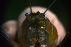 Pacifastacus leniusculus