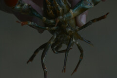 Pacifastacus leniusculus