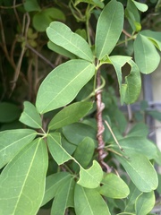 Akebia