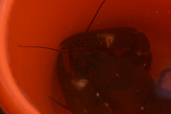Pacifastacus leniusculus