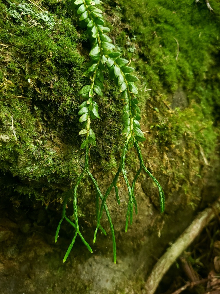 Phlegmariurus aqualupianus